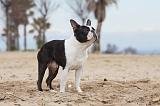 BOSTON TERRIER 387